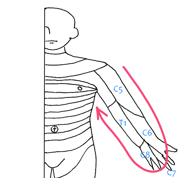 デルマトームの覚え方（上肢と体幹）。語呂も使うけど腕神経叢と絡めて覚えてほしい。 - 専門学校仙台総合医療大学校